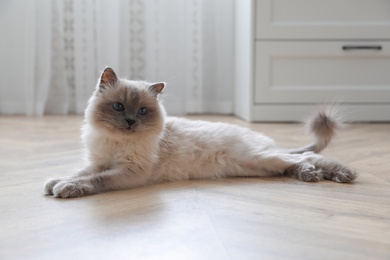 Beautiful fluffy cat lying on warm floor in room. Heating system