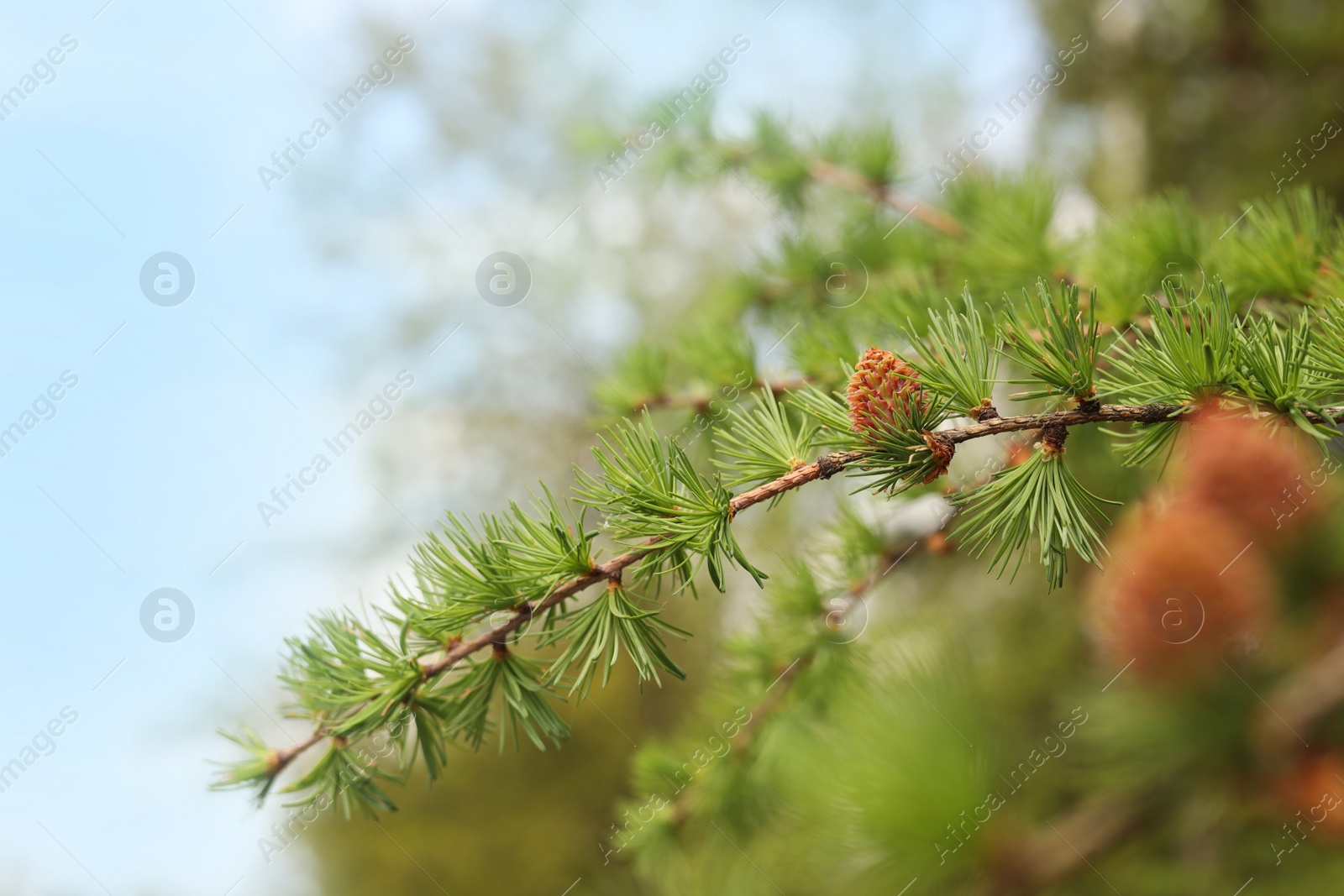 Photo of Pine tree branch with small cone against blurred background, closeup. Spring season