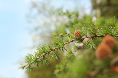 Photo of Pine tree branch with small cone against blurred background, closeup. Spring season