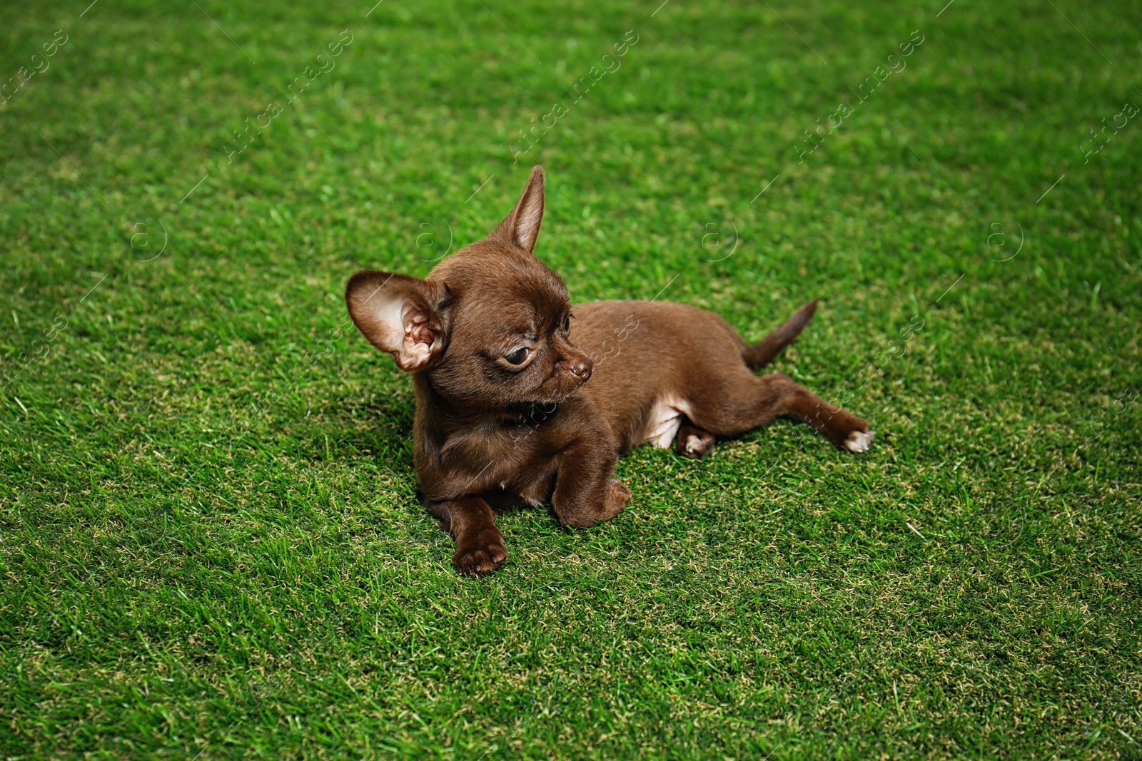 Photo of Cute small Chihuahua dog on green grass