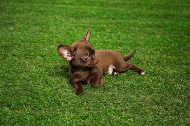 Photo of Cute small Chihuahua dog on green grass