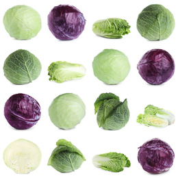 Set of different fresh cabbages on white background