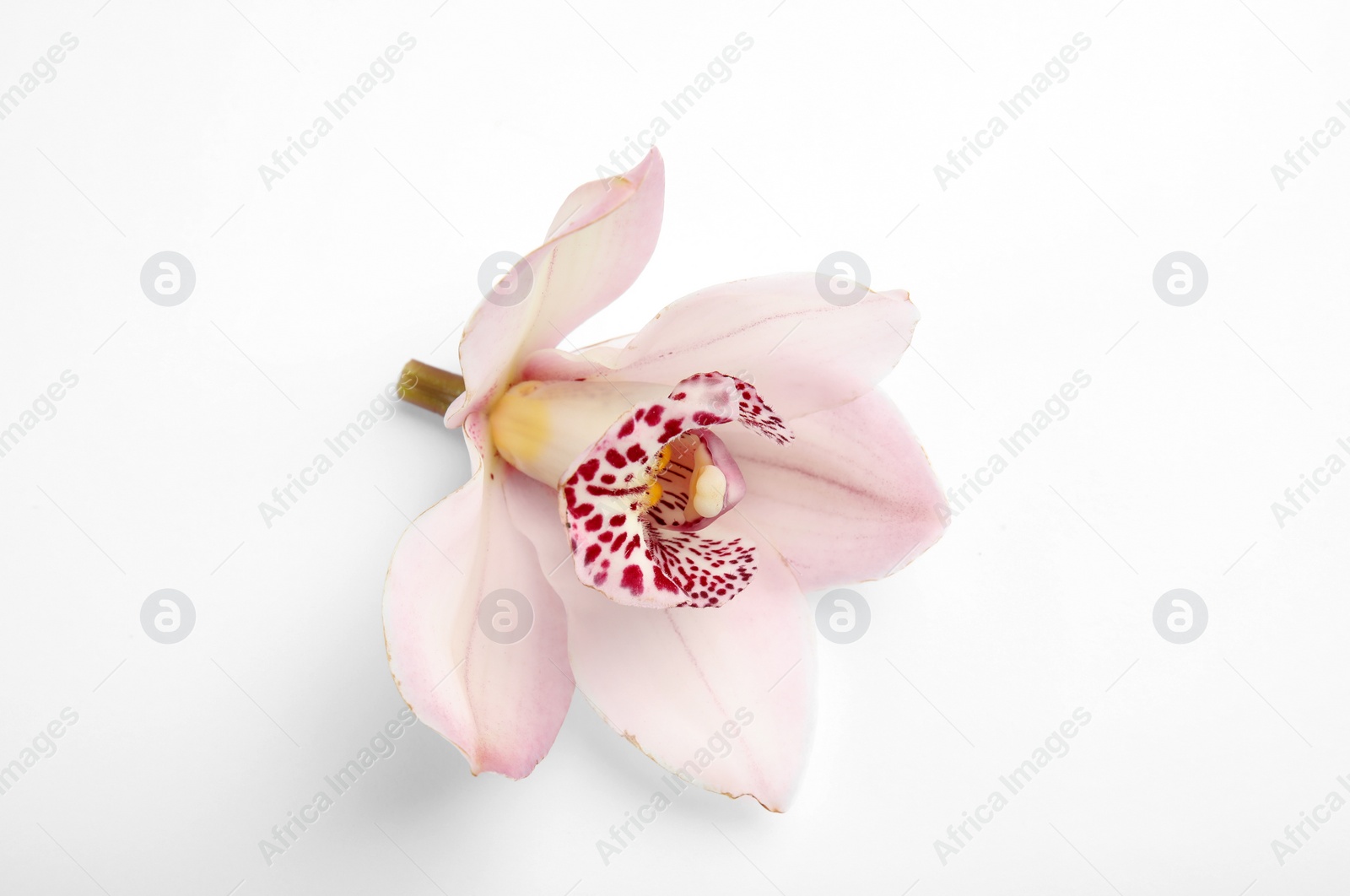 Photo of Beautiful orchid flower on white background. Tropical plant