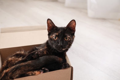 Photo of Cute black cat in cardboard box on floor at home