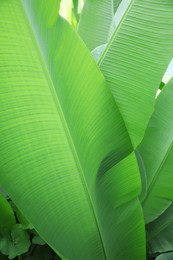 Beautiful lush green plants growing outdoors, closeup