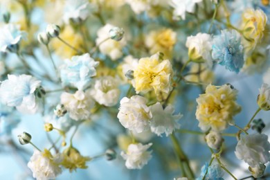 Beautiful dyed gypsophila flowers on light blue background, closeup