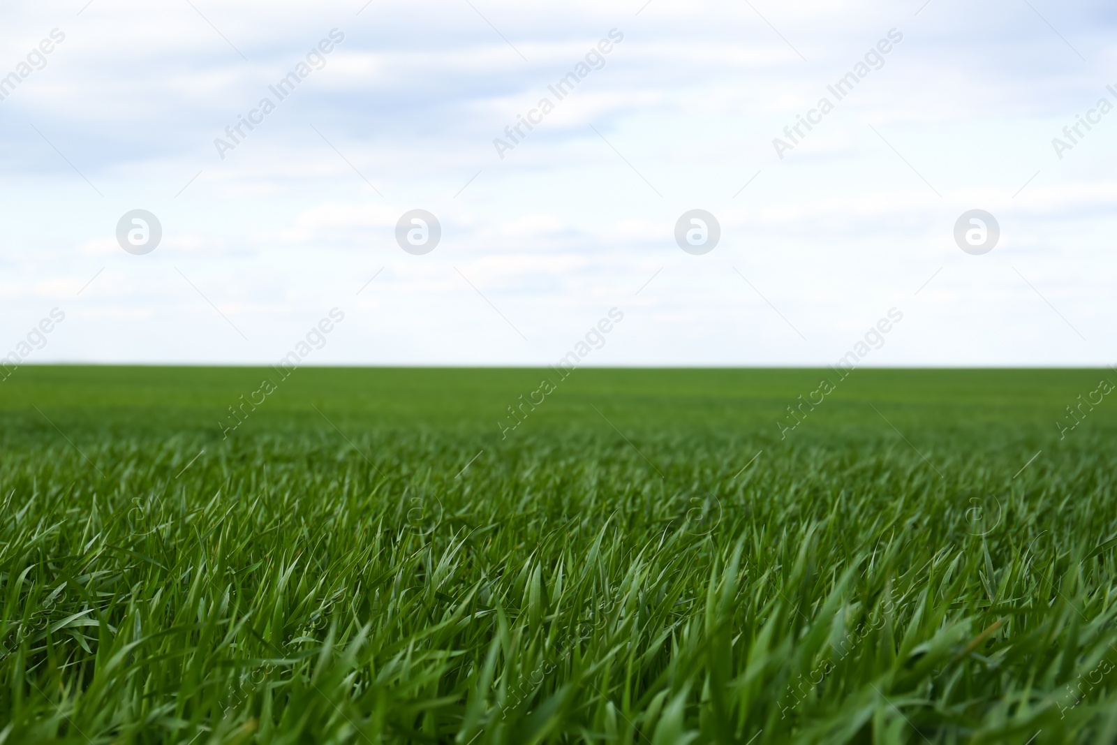 Photo of Agricultural field with young wheat seedlings on cloudy day