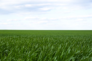 Photo of Agricultural field with young wheat seedlings on cloudy day