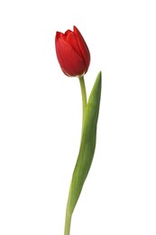 Beautiful red tulip flower isolated on white