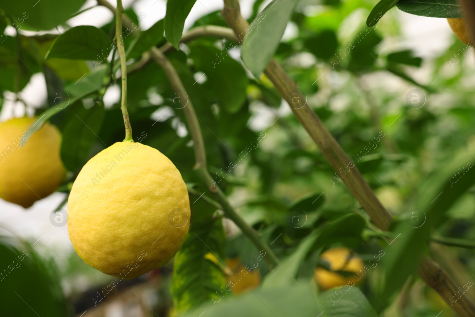 Photo of Lemon tree with ripe fruits in greenhouse, closeup. Space for text
