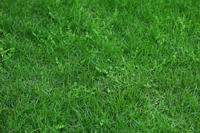 Photo of Green lawn in garden on sunny day