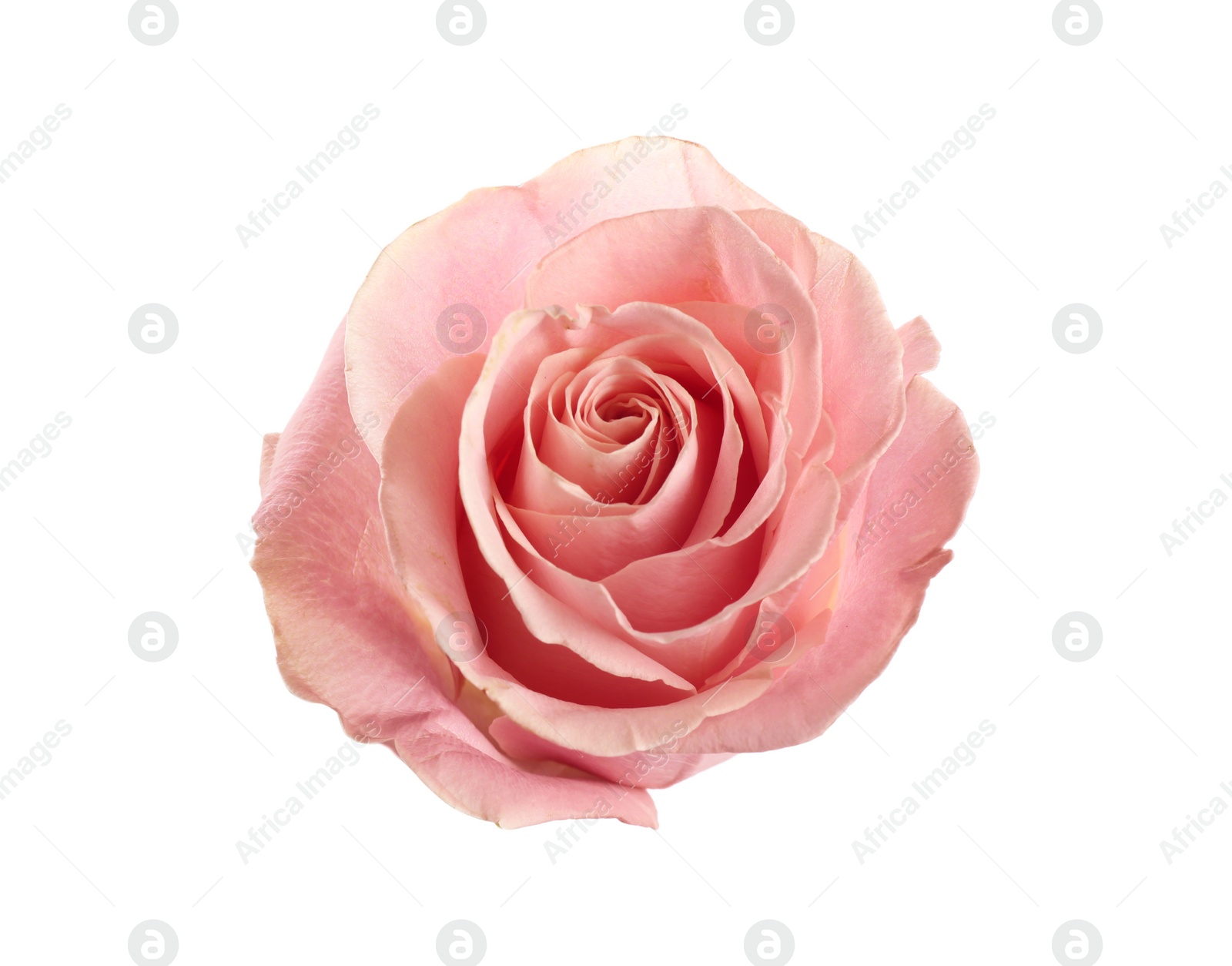 Photo of Beautiful pink rose on white background, top view. Perfect gift