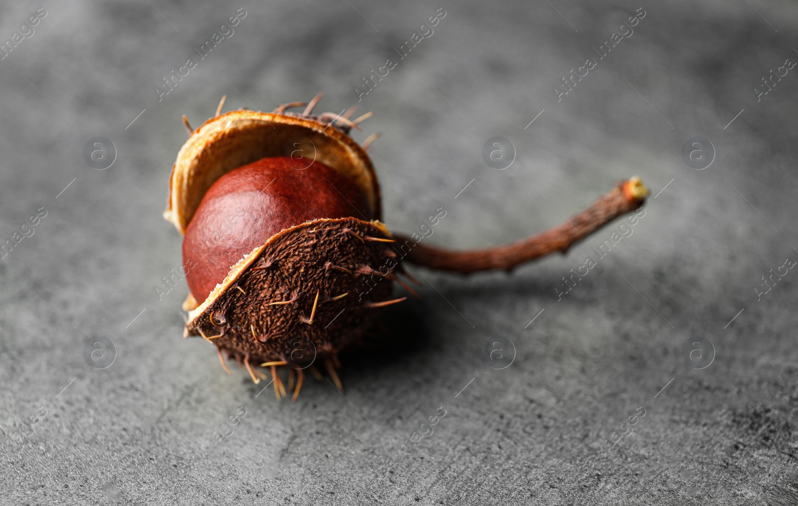 Photo of Horse chestnut in husk on grey table, closeup view. Space for text