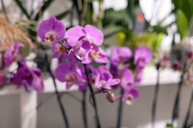 Beautiful purple orchid on blurred background