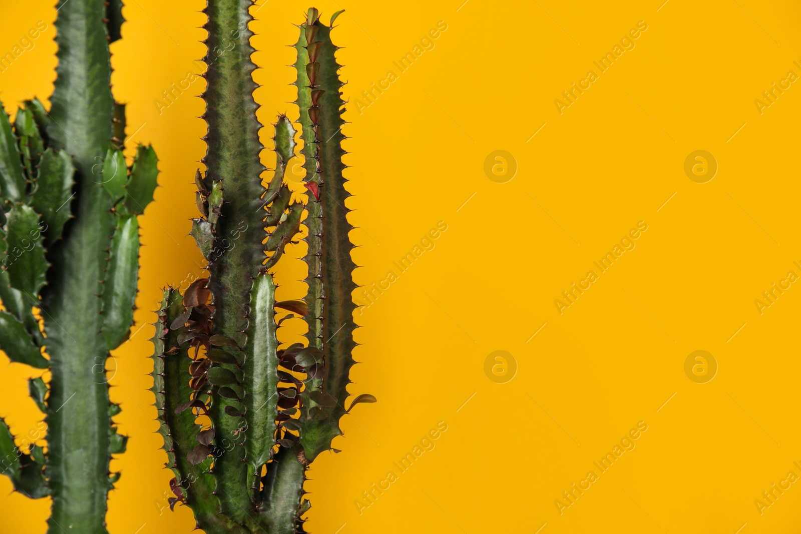 Photo of Beautiful cacti on yellow background, space for text