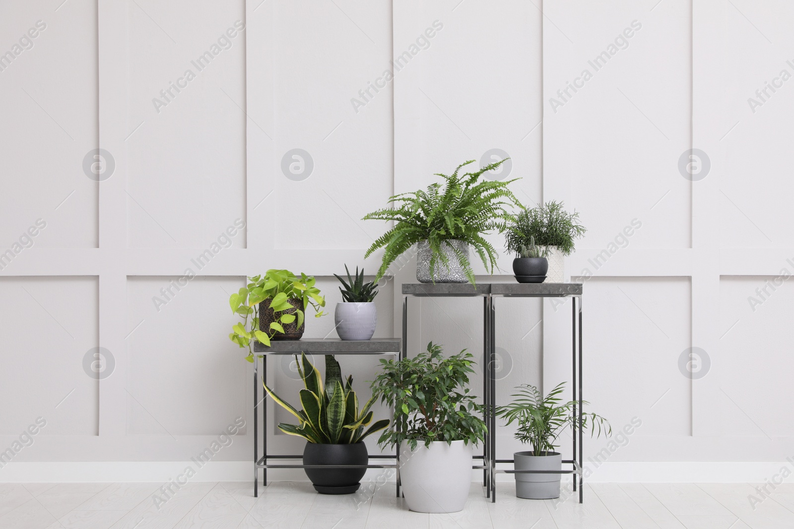 Photo of Many beautiful houseplants near white wall indoors. Interior design