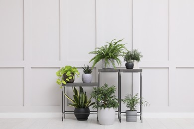 Photo of Many beautiful houseplants near white wall indoors. Interior design