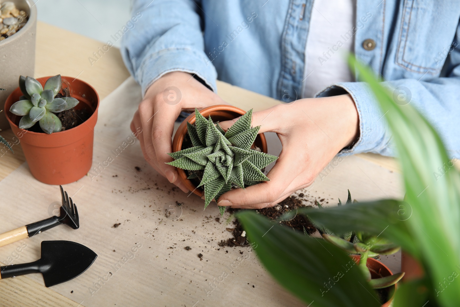 Photo of Woman transplanting home plant into new pot at table, closeup