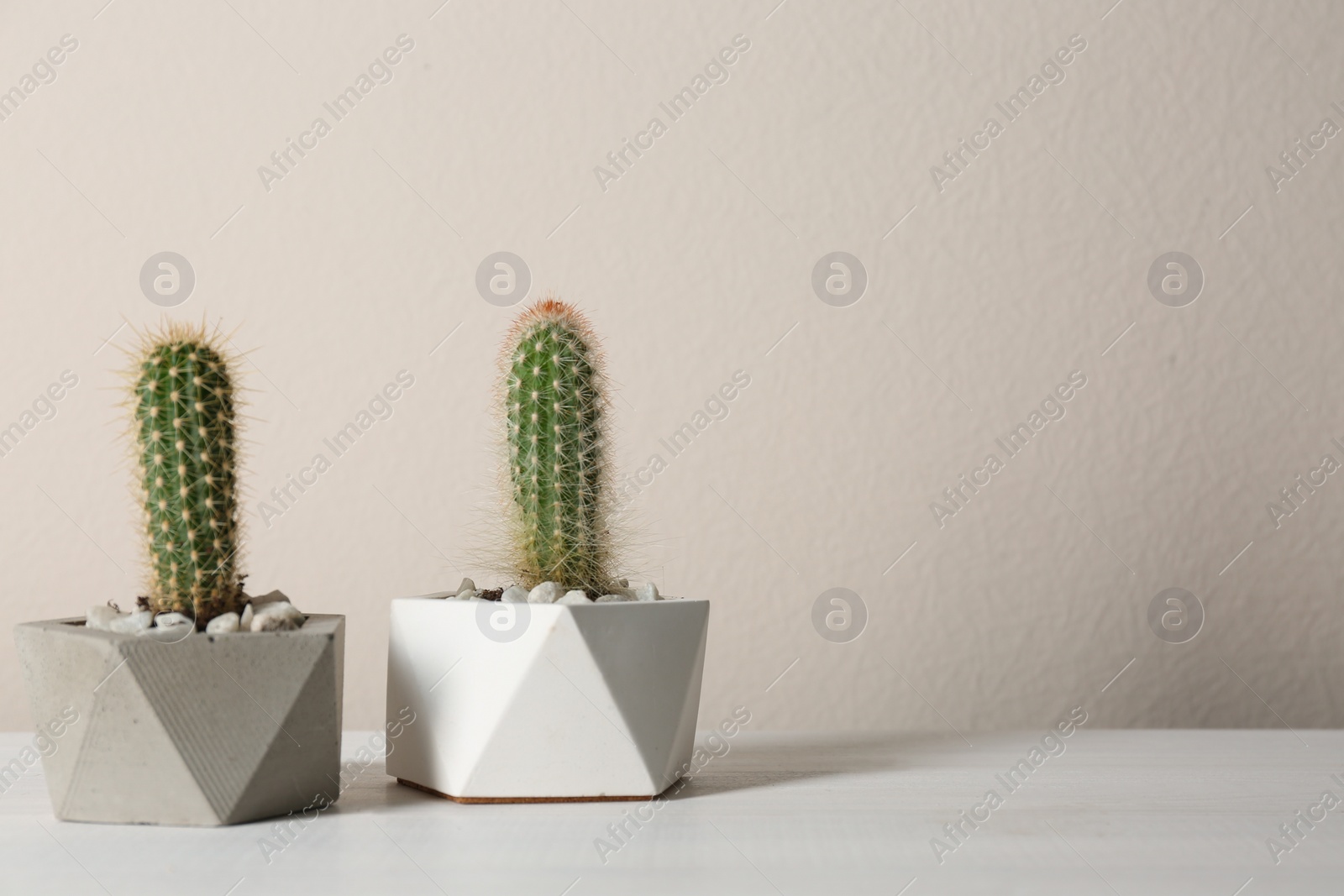 Photo of Beautiful tropical cactus plants in pots on white wooden table, space for text. House decor