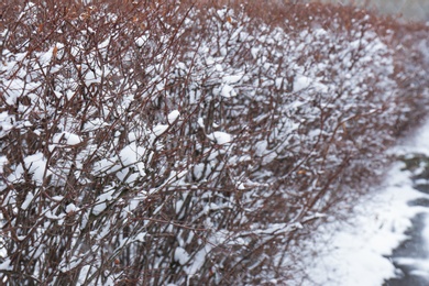 Photo of Bare bush branches covered with snow on cold winter day