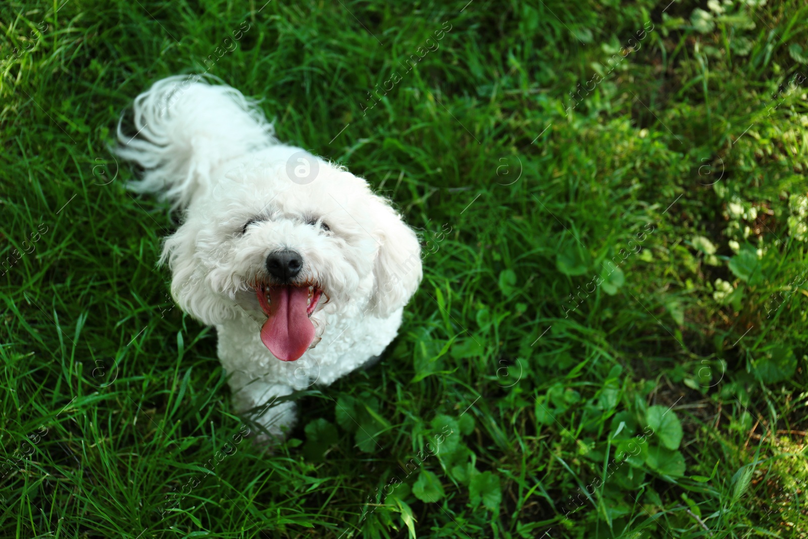 Photo of Cute fluffy Bichon Frise dog on green grass in park. Space for text