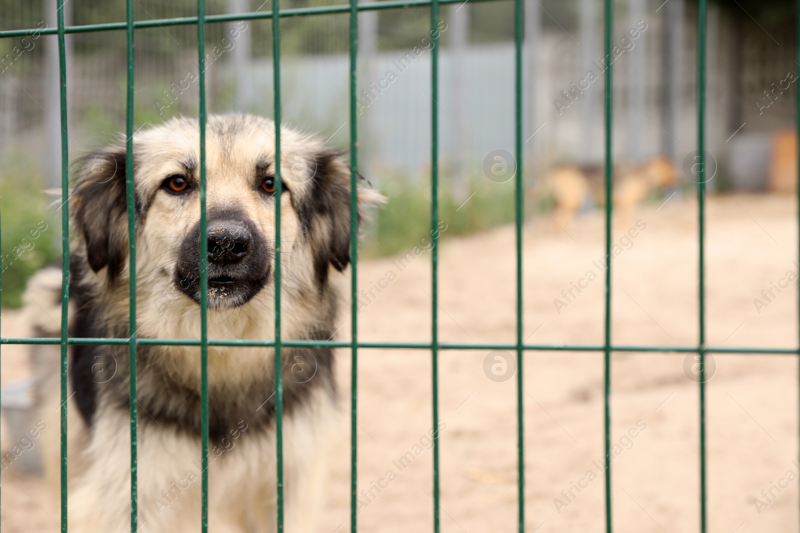 Photo of Homeless dog in cage at animal shelter outdoors. Concept of volunteering