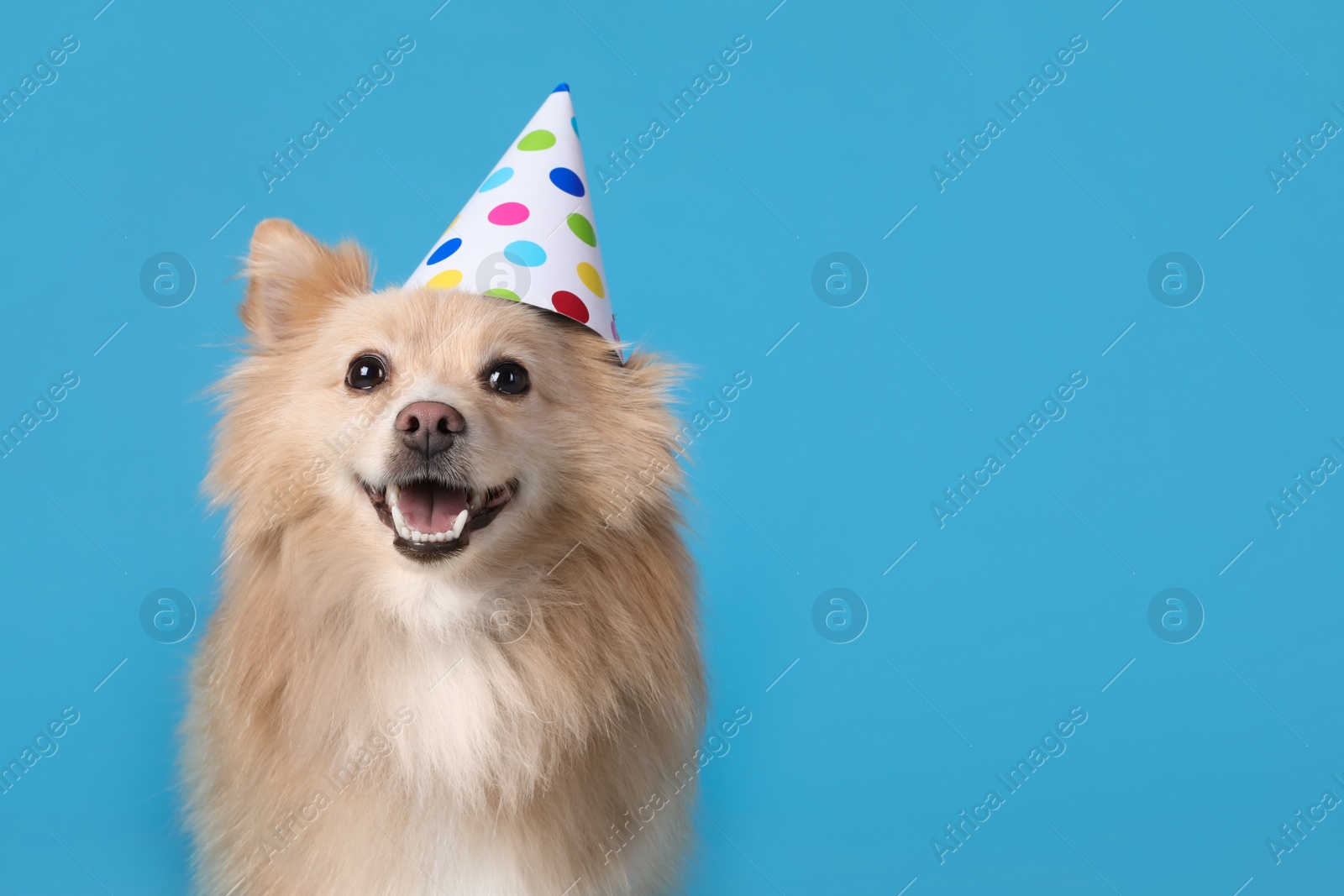 Photo of Cute dog with party hat on light blue background, space for text. Birthday celebration