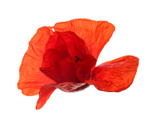 Beautiful red poppy flower isolated on white