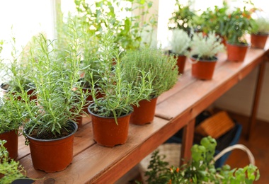 Photo of Fresh potted home plants on wooden window sill indoors, space for text