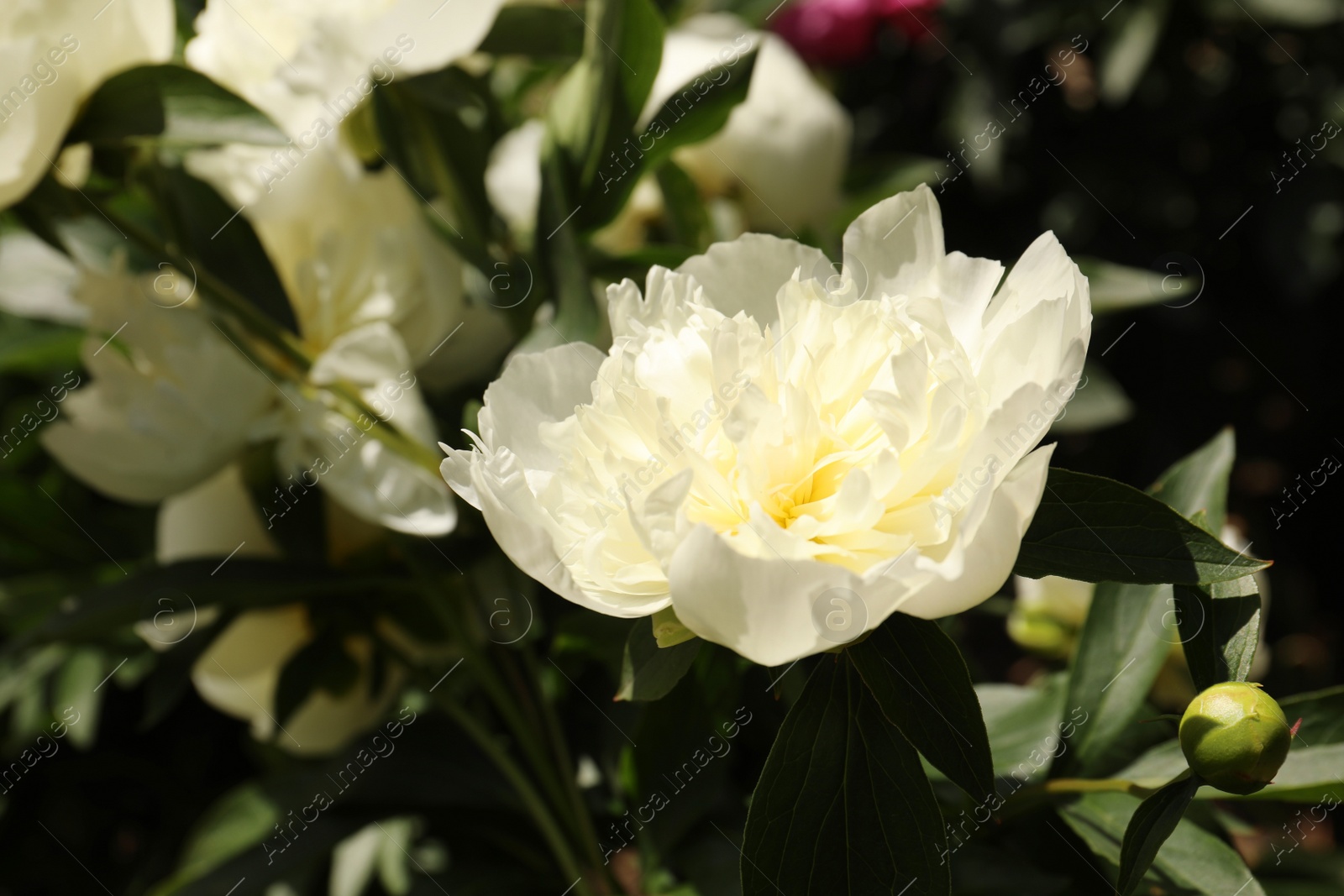 Photo of Closeup view of blooming white peony bush outdoors