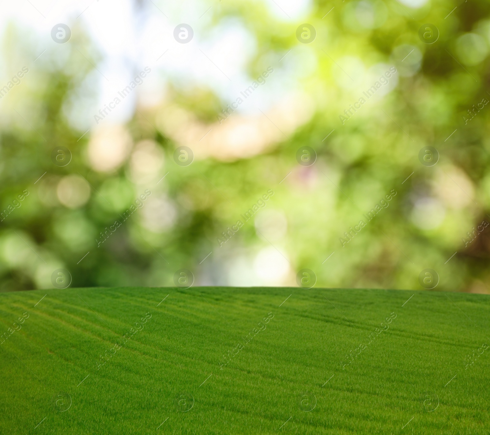 Image of Beautiful lawn with green grass on sunny day. Bokeh effect