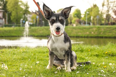 Cute dog with leash sitting on green grass in park