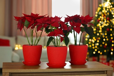 Photo of Potted poinsettias on wooden dresser in decorated room. Christmas traditional flower