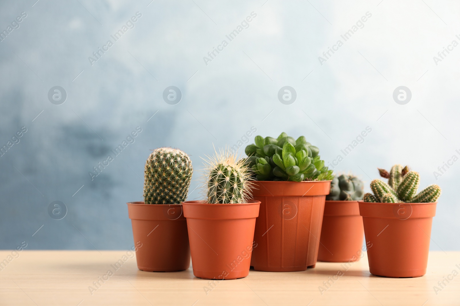 Photo of Beautiful succulent plants in pots on table against blue background, space for text. Home decor