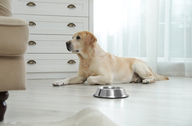 Photo of Yellow labrador retriever with feeding bowl on floor indoors