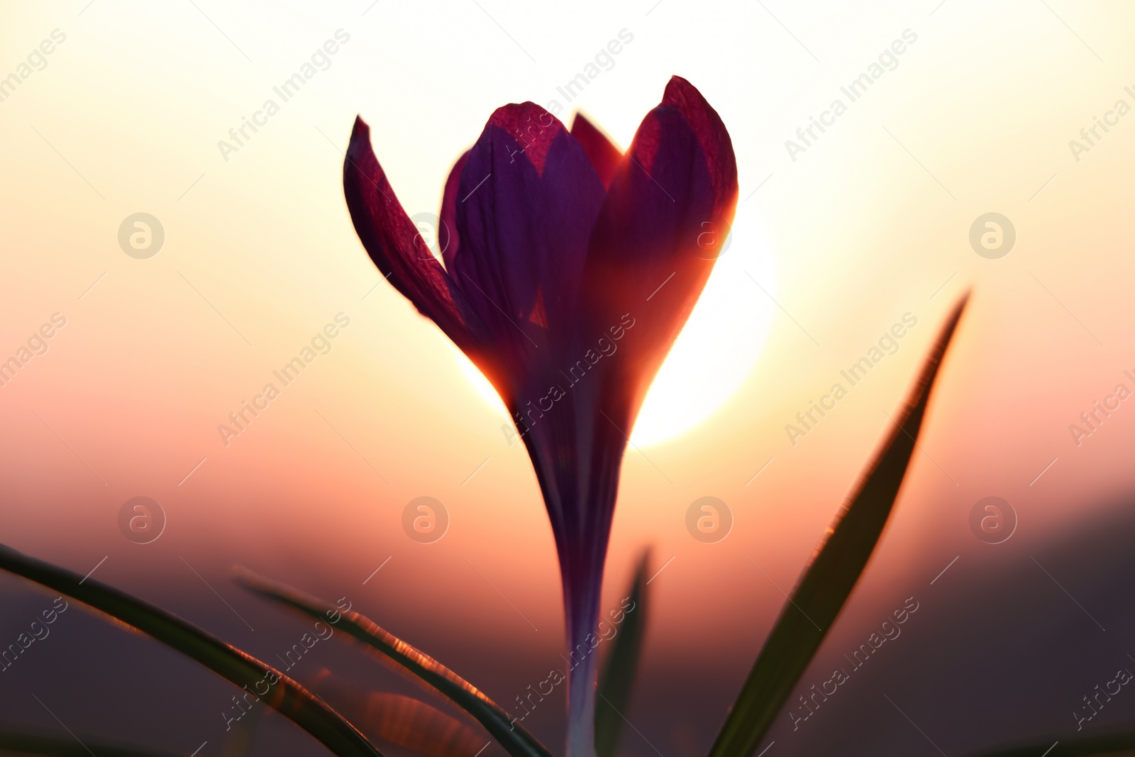 Photo of Fresh purple crocus flower growing in spring morning at sunrise, closeup