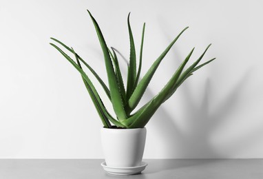 Green aloe vera in pot on table near white wall