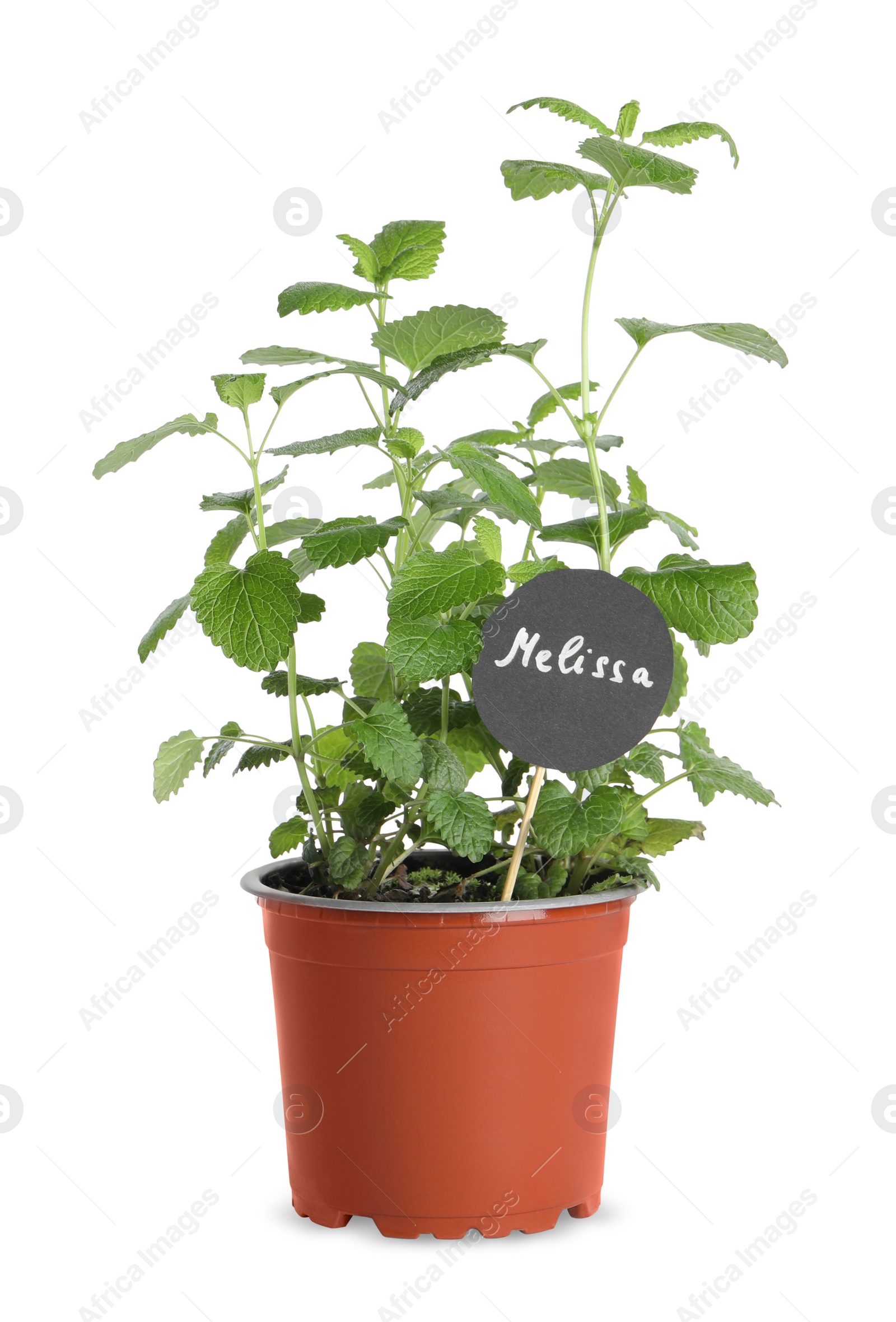 Photo of Aromatic green potted melissa isolated on white