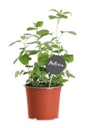 Aromatic green potted melissa isolated on white