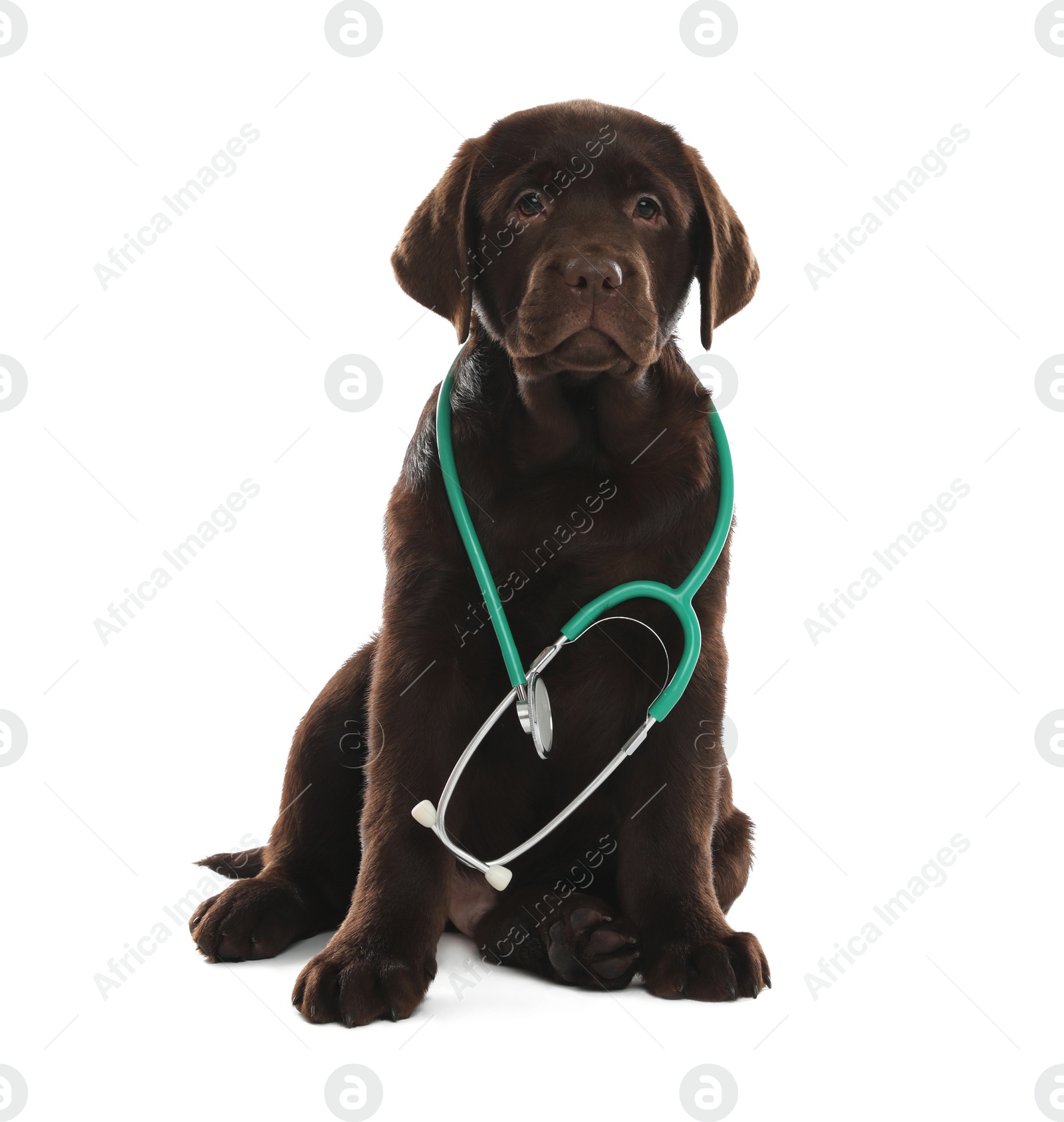 Photo of Cute Labrador dog with stethoscope as veterinarian on white background