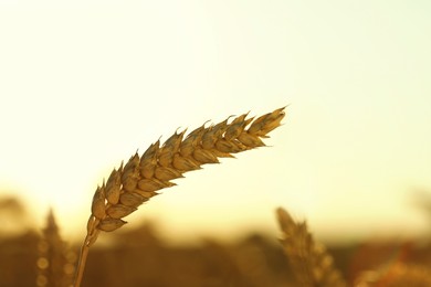 Photo of Ripe wheat spike in agricultural field on sunny day, closeup
