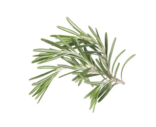 Fresh green rosemary twig on white background