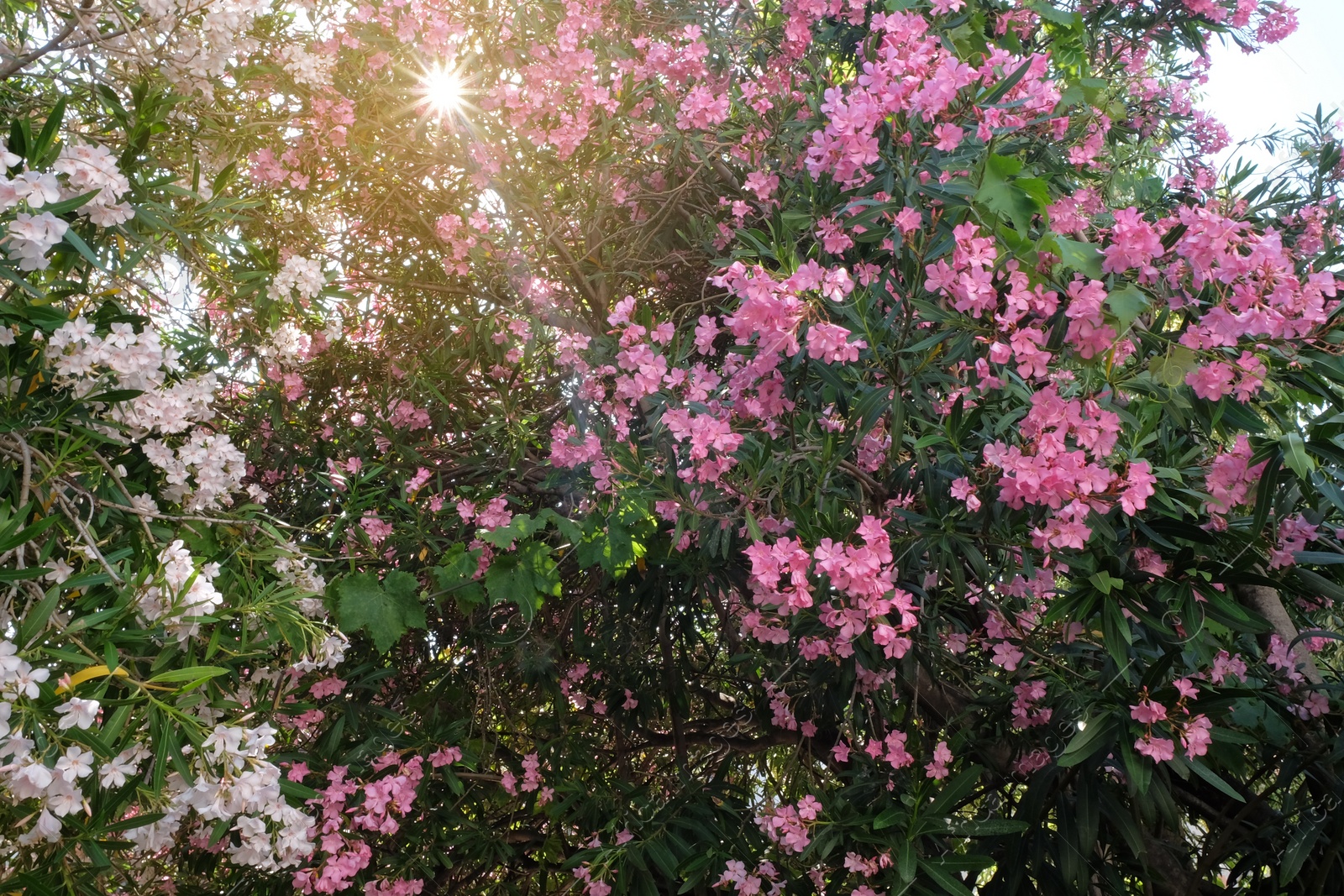 Photo of Beautiful bright flowers in garden on sunny day