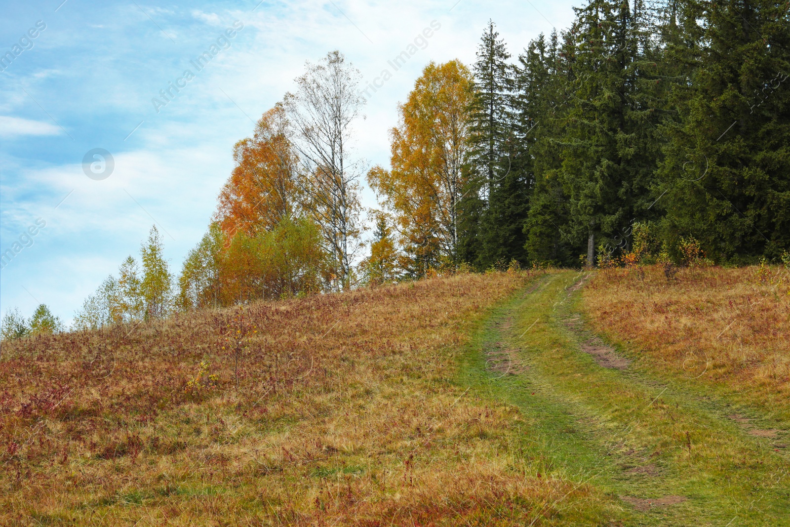 Photo of Beautiful view of pathway near trees in autumn