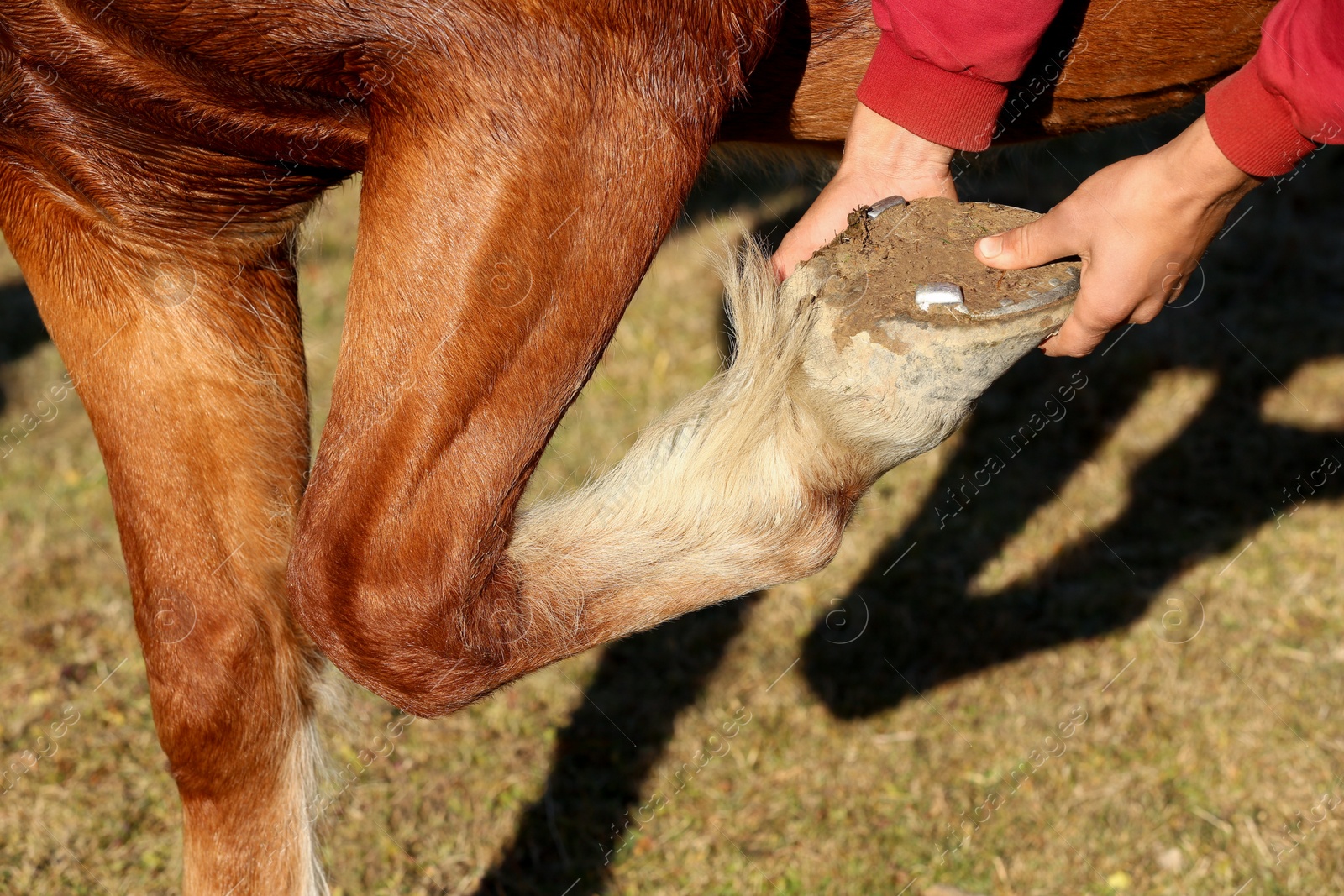 Photo of Man checking shoe on horse hoof outdoors, closeup. Pet care