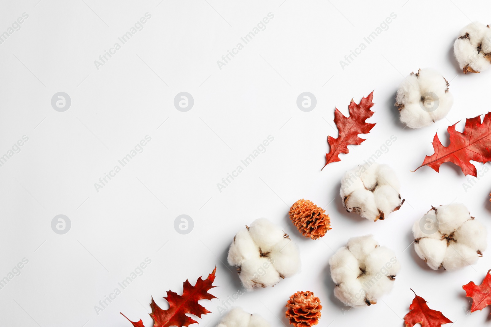 Photo of Composition with cotton flowers on white background, top view. Space for text