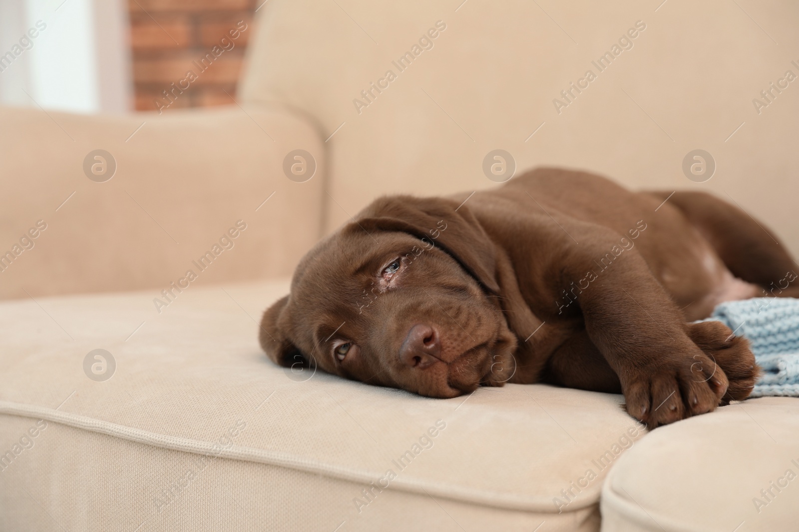 Photo of Chocolate Labrador Retriever puppy with blanket on sofa indoors