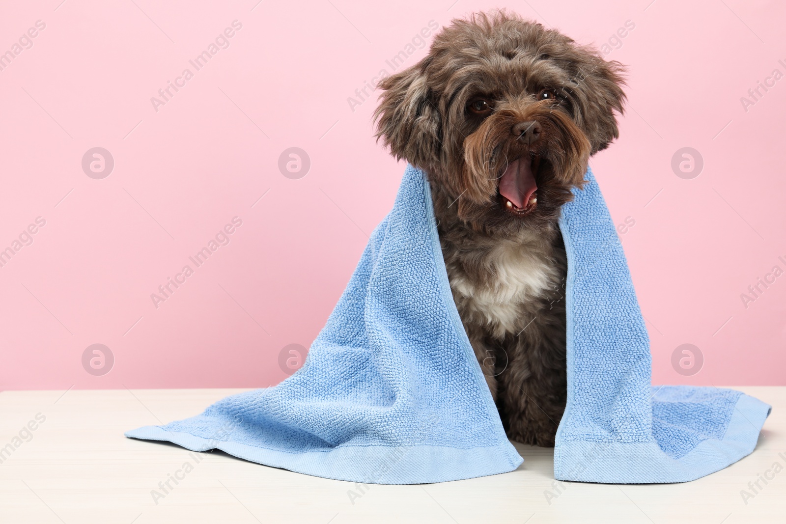 Photo of Cute Maltipoo dog with towel on white table against pink background, space for text. Lovely pet