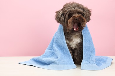 Cute Maltipoo dog with towel on white table against pink background, space for text. Lovely pet