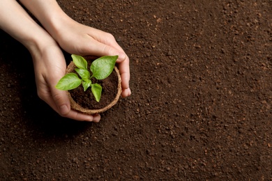 Woman holding pot with seedling on soil, top view. Space for text